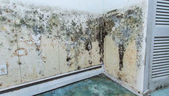 Mold Damage Odor Control Services in Knoxville